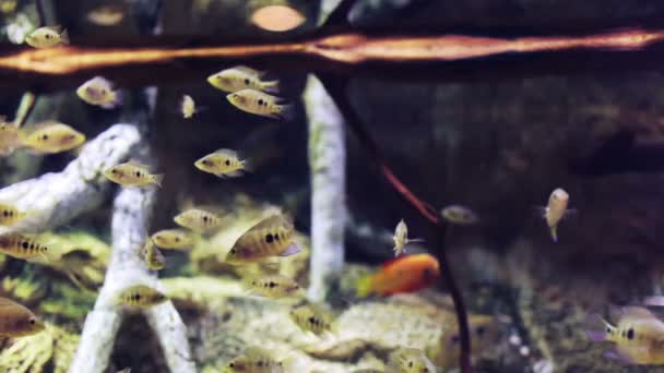 Colpo di pesce in un acquario — Video Stock
