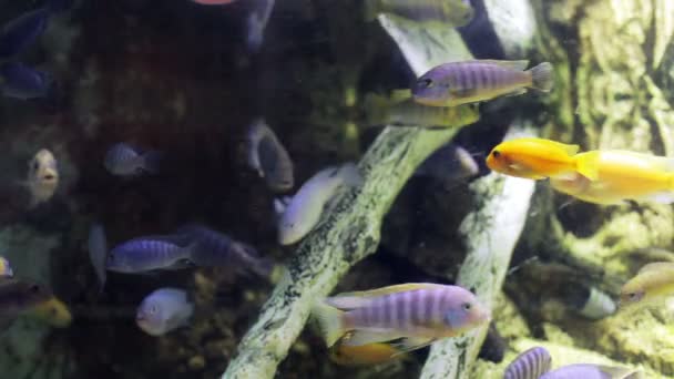 Lövés halak az akváriumban — Stock videók
