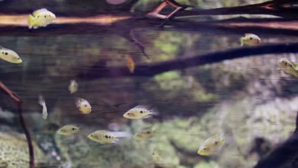 Tiro de pescado en un acuario — Vídeos de Stock