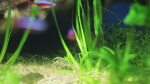 Shot of fish in an aquarium — Stock Video