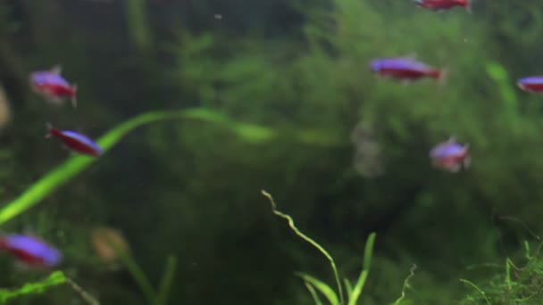 Schot van vis in een aquarium — Stockvideo