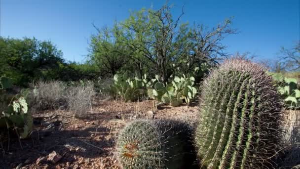 Pan a través de cactus en el desierto de Arizona — Vídeos de Stock