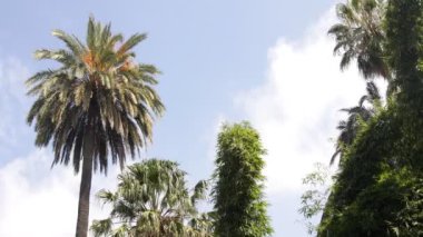 Rüzgarda esen palmiye ağaçları