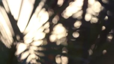 gün batımında, Meksika yavaşça rüzgarda palmiye ağaçları silüeti