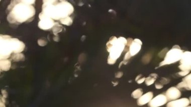 gün batımında, Meksika yavaşça rüzgarda palmiye ağaçları silüeti