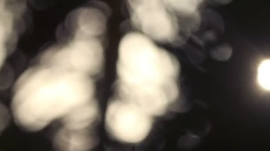 gün batımında, Meksika yavaşça rüzgarda palmiye ağaçları silüeti