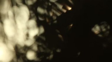 gün batımında, Meksika yavaşça rüzgarda palmiye ağaçları silüeti