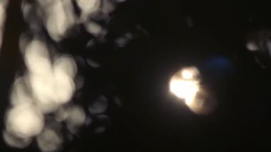 gün batımında, Meksika yavaşça rüzgarda palmiye ağaçları silüeti