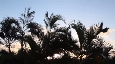 gün batımında, Meksika yavaşça rüzgarda palmiye ağaçları silüeti