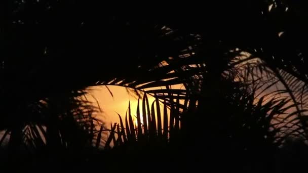 Sylwetka palmami delikatnie wiejący wiatr na zachodzie słońca, Meksyk — Wideo stockowe