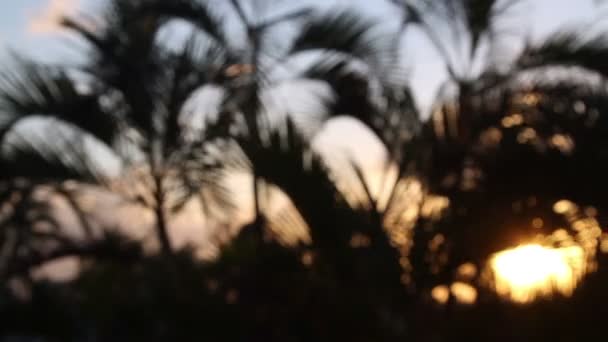 Силуэт пальм, мягко дующих на ветру на закате, Мексика — стоковое видео