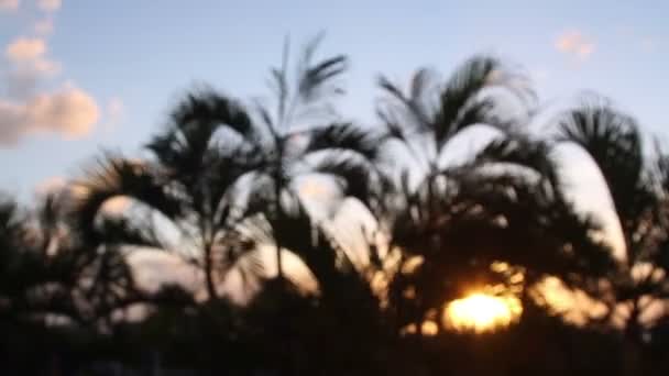 Silueta de palmeras soplando suavemente en el viento al atardecer, México — Vídeo de stock