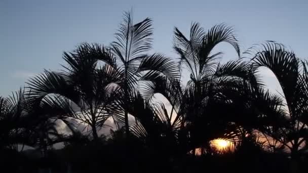 Silhouette of palm trees gently blowing in the wind at sunset, mexico — Stock Video