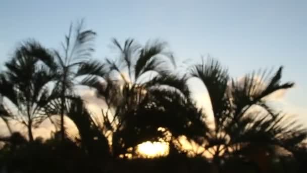 日落时分，墨西哥在风中轻轻吹的棕榈树的剪影 — 图库视频影像