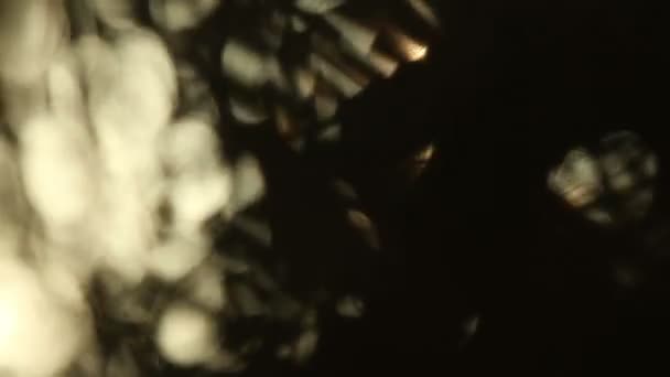 Silhouette de palmiers soufflant doucement dans le vent au coucher du soleil, Mexique 