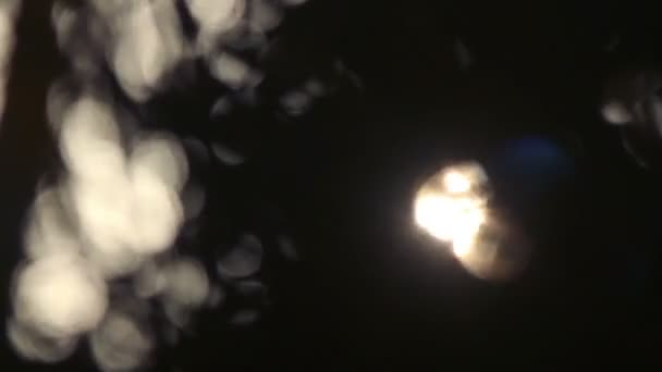 Silhouette de palmiers soufflant doucement dans le vent au coucher du soleil, Mexique 