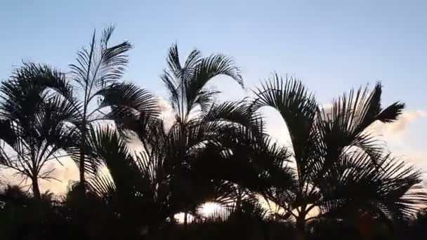 Silueta de palmeras soplando suavemente en el viento al atardecer, México — Vídeos de Stock