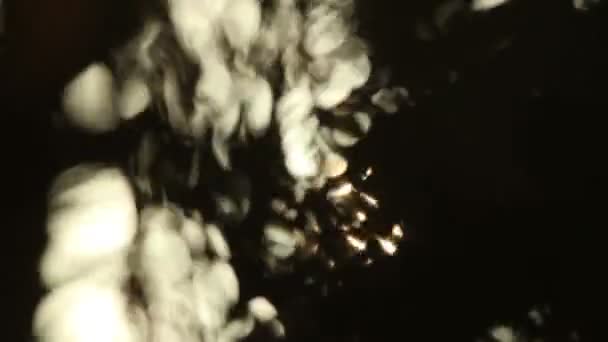 Silhouette de palmiers soufflant doucement dans le vent au coucher du soleil, Mexique 