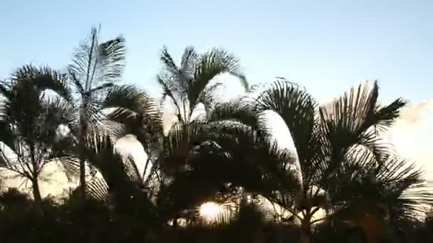 Silhueta Timelapse de palmeiras suavemente soprando no vento ao pôr-do-sol, México — Vídeo de Stock