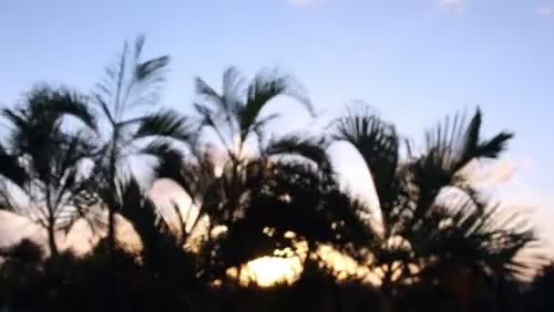 Timelapse silhouet van palmbomen zacht waait in de wind bij zonsondergang, mexico — Stockvideo
