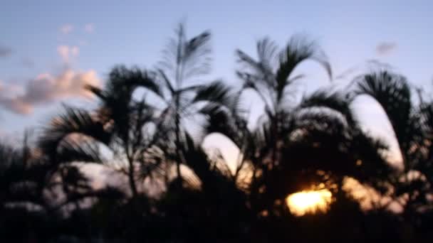 Siluet pohon palem berselang dengan lembut bertiup angin saat matahari terbenam, Meksiko — Stok Video