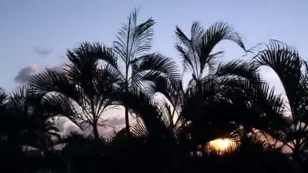 Zeitraffer-Silhouette von Palmen, die bei Sonnenuntergang sanft im Wind wehen, Mexiko — Stockvideo