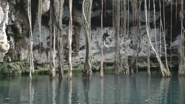 Um cenote no México — Vídeo de Stock