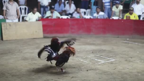 Dua ayam bertarung sampai mati dalam pertarungan di Meksiko. — Stok Video