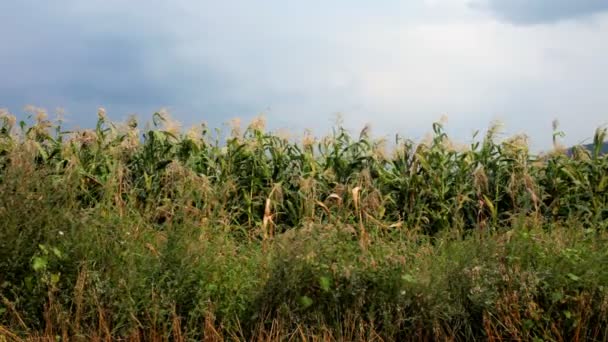 Vista de un campo de maíz con cielo malhumorado en el fondo — Vídeo de stock