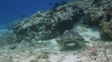 kaplumbağası filme su altında iken scuba diving cozumel, Meksika