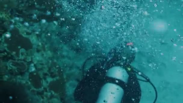 Dykning utanför ön cozumel, Mexiko, en av världens favorit dyk destinationer — Stockvideo