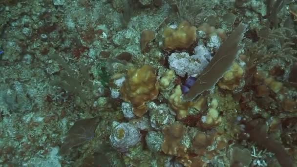 Dykning utanför ön cozumel, Mexiko, en av världens favorit dyk destinationer — Stockvideo