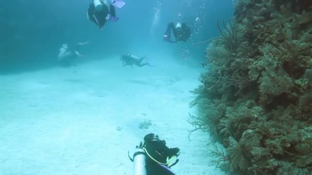 Buceo en la isla de Cozumel, México, uno de los destinos de buceo favoritos del mundo — Vídeo de stock