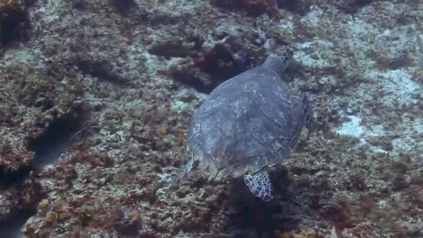 Plongée sous-marine au large de l'île de Cozumel, au Mexique, l'une des destinations de plongée préférées au monde — Video