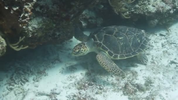 Potápění u ostrov cozumel, Mexiko, jeden z oblíbených potápěčských destinací na světě — Stock video