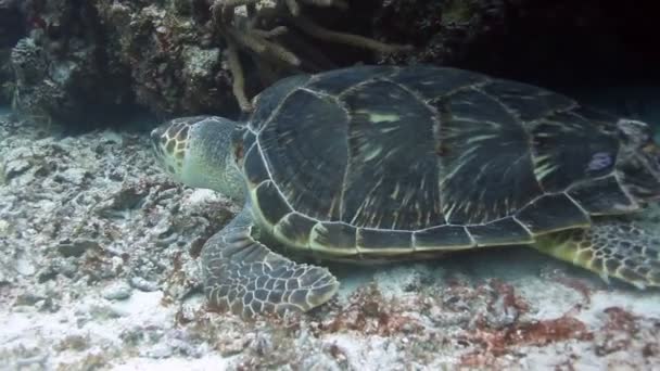 Лесная черепаха снимала подводное плавание во время погружения с аквалангом в Козумеле, Мексика — стоковое видео