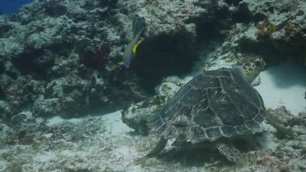 La tartaruga testuggine filmò sott'acqua mentre si tuffava in cozumel, Messico — Video Stock