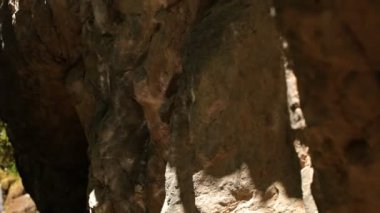 kayalarda küçük vaha yansıma Darwin closeup düşüyor