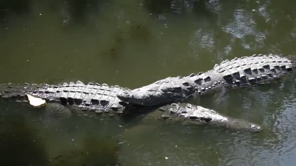 Крокодилы в реке — стоковое видео