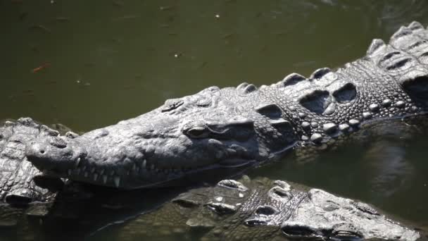 Crocodiles dans une rivière 