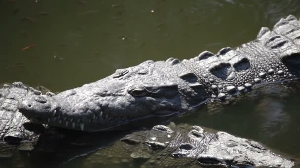 Crocodiles dans une rivière — Video