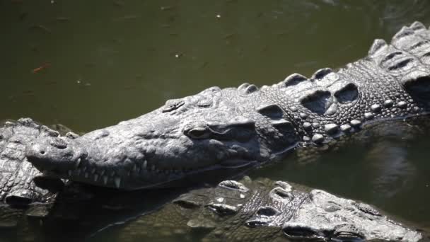 Crocodilos em um rio — Vídeo de Stock