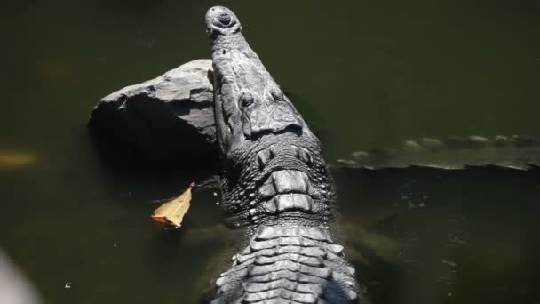 鳄鱼在一条河 — 图库视频影像