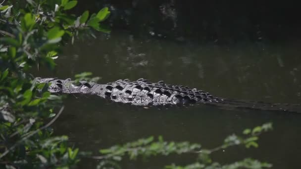 Crocodilos em um rio — Vídeo de Stock
