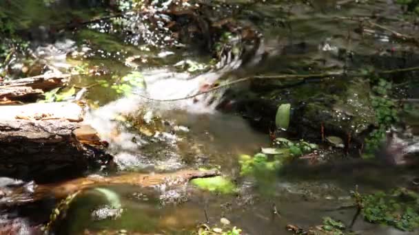 La piccola oasi di darwin cade nel mezzo della valle della morte, in California — Video Stock