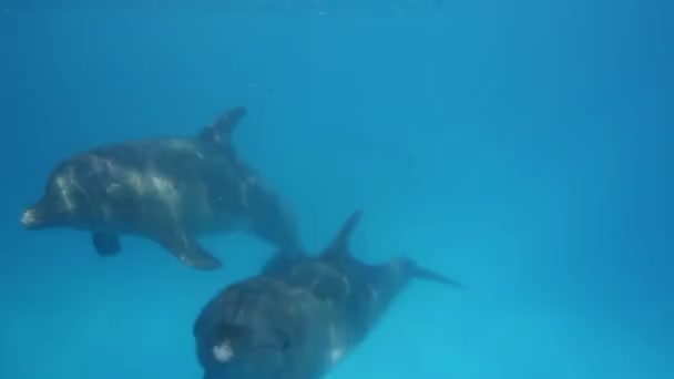Strzał delfiny pływanie wokół — Wideo stockowe