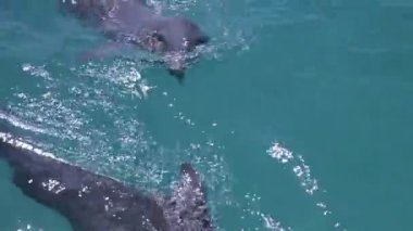 bir tek etrafında Yüzme yunuslar