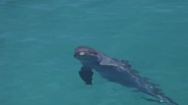 bir tek etrafında Yüzme yunuslar