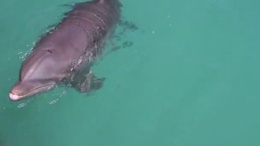 bir tek etrafında Yüzme yunuslar