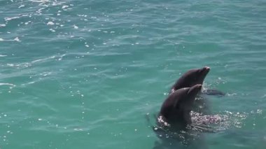 bir tek etrafında Yüzme yunuslar